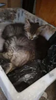 Gatinhos fofinhos