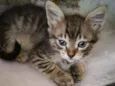 Gatinhos fofinhos
