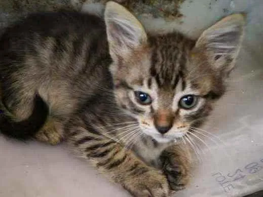 Gato ra a  idade Abaixo de 2 meses nome Gatinhos fofinhos