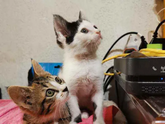 Gato raça Sem Raça Definida idade 2 a 6 meses nome Mel e Tigresa