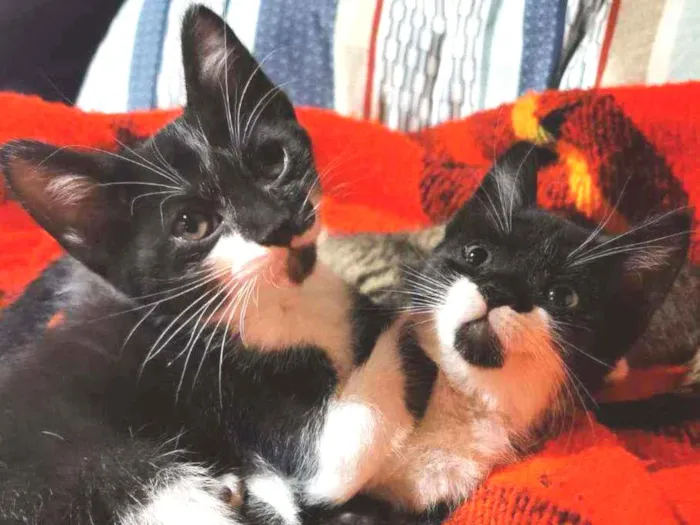 Gato raça Sem Raça Definida idade 2 a 6 meses nome TICO e TECO