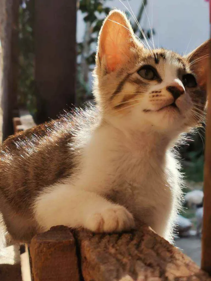 Gato raça Sem Raça Definida idade 2 a 6 meses nome TIGRINHO