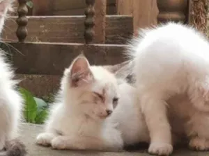 Gato raça Sem Raça Definida idade 2 a 6 meses nome ESMERALDA