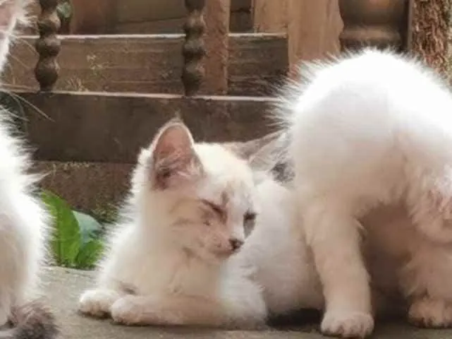 Gato raça Sem Raça Definida idade 2 a 6 meses nome ESMERALDA