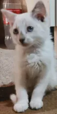 Gato raça Sem Raça Definida idade 2 a 6 meses nome NEVINHA
