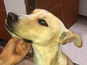 Cachorro raça indefinida idade 7 a 11 meses nome Carlos