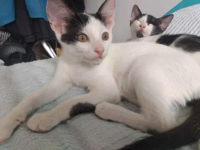 Gato raça SRD idade 2 a 6 meses nome Randall