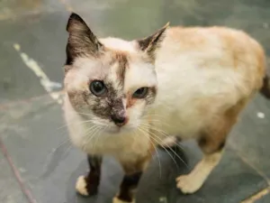 Gato raça SRD idade 2 anos nome Cora 