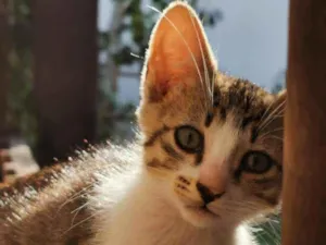 Gato raça Sem Raça Definida idade 2 a 6 meses nome TIGRINHO