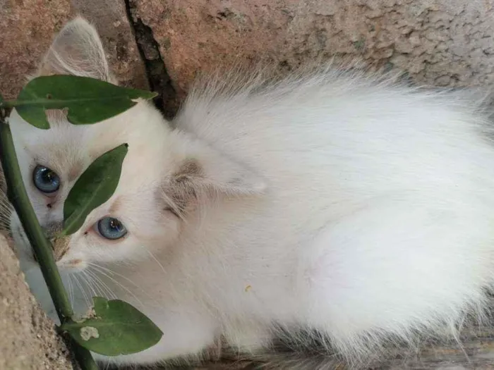 Gato raça Sem Raça Definida idade 2 a 6 meses nome NEVINHA