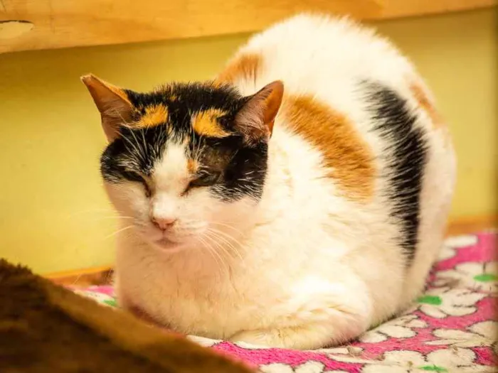 Gato raça SRD idade 2 anos nome Rainha Iduna 