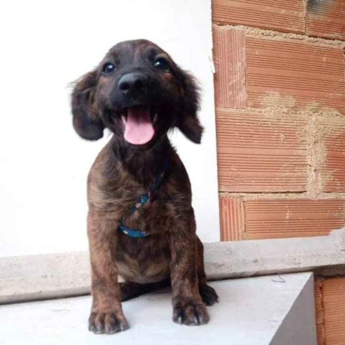 Cachorro ra a SRD idade 2 a 6 meses nome Duda