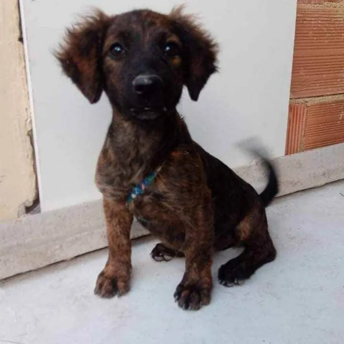 Cachorro ra a SRD idade 2 a 6 meses nome Duda
