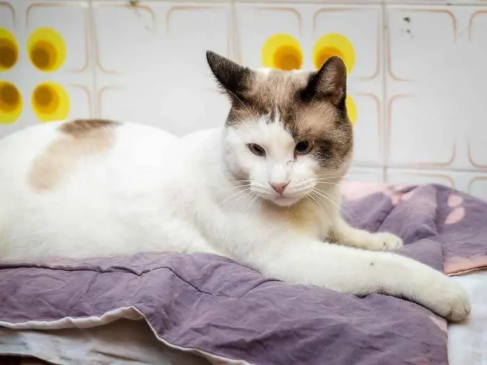 Gato raça SRD idade 2 anos nome Geraldão