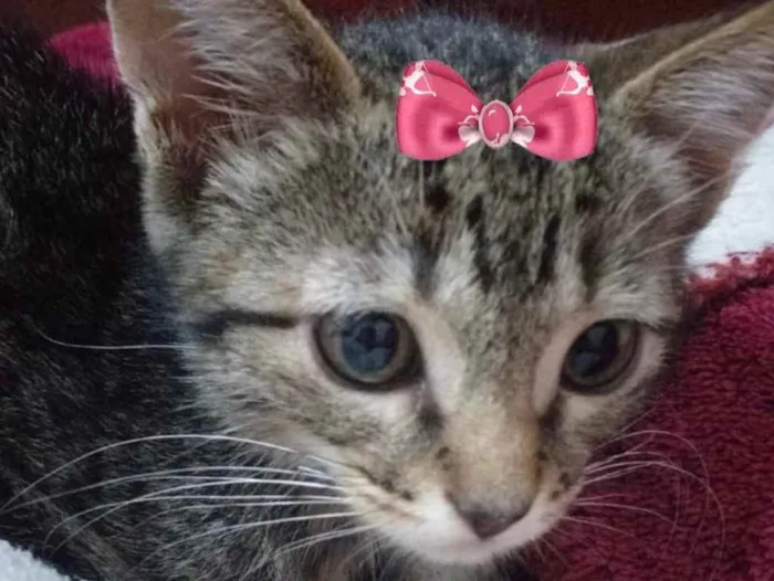 Gato ra a Mestiça  idade 2 a 6 meses nome Belinha 