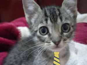 Gato raça Mestiço  idade 2 a 6 meses nome Bento 