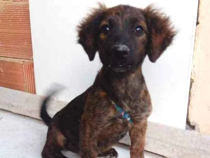 Cachorro ra a SRD idade 2 a 6 meses nome Duda