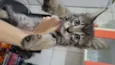 Gatinhos fofinhos