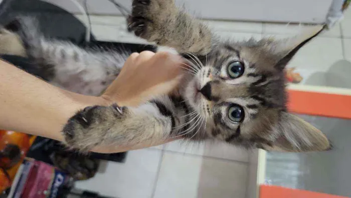 Gato ra a  idade Abaixo de 2 meses nome Gatinhos fofinhos