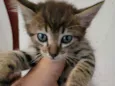 Gatinhos fofinhos