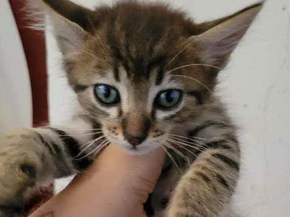 Gato ra a  idade Abaixo de 2 meses nome Gatinhos fofinhos