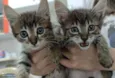 Gatinhos fofinhos