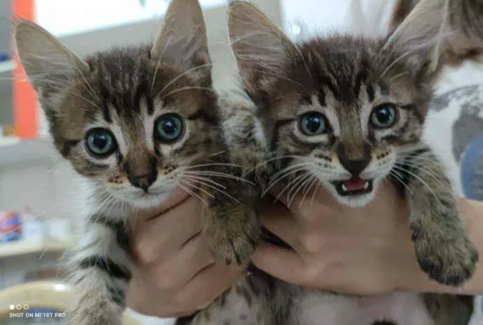Gato ra a  idade Abaixo de 2 meses nome Gatinhos fofinhos
