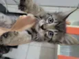 Gatinhos fofinhos