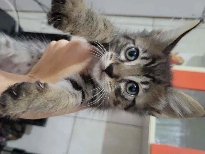 Gato ra a  idade Abaixo de 2 meses nome Gatinhos fofinhos