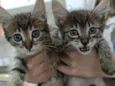 Gatinhos fofinhos