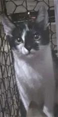 Stella