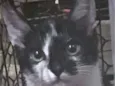 Stella