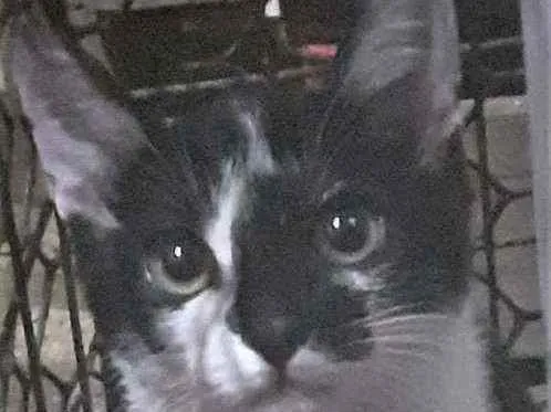 Gato ra a mestiça idade 2 a 6 meses nome Stella