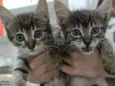 Gatinhos fofinhos