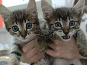 Gato raça  idade Abaixo de 2 meses nome Gatinhos fofinhos