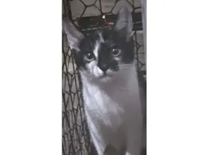 Gato raça mestiça idade 2 a 6 meses nome Stella