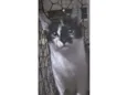 Stella
