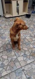 Cachorro raça Srd idade 2 a 6 meses nome Sem nome