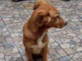 Cachorro raça Srd idade 2 a 6 meses nome Sem nome