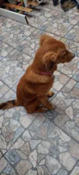 Cachorro raça Srd idade 2 a 6 meses nome Sem nome