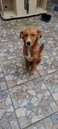 Cachorro raça Srd idade 2 a 6 meses nome Sem nome