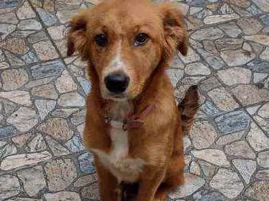 Cachorro raça Srd idade 2 a 6 meses nome Sem nome