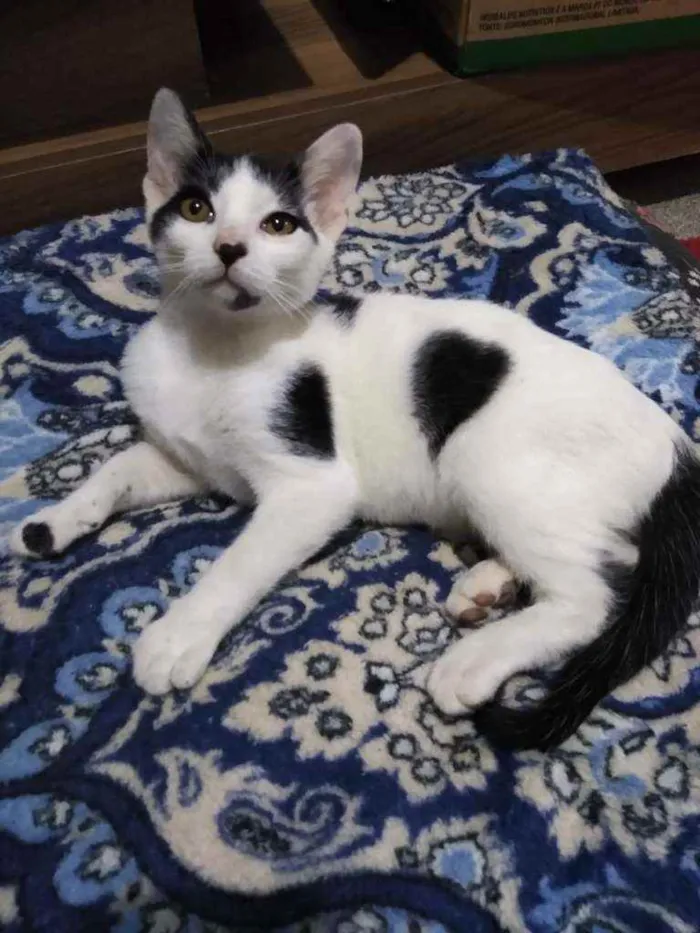 Gato raça Srd idade 2 a 6 meses nome NINO