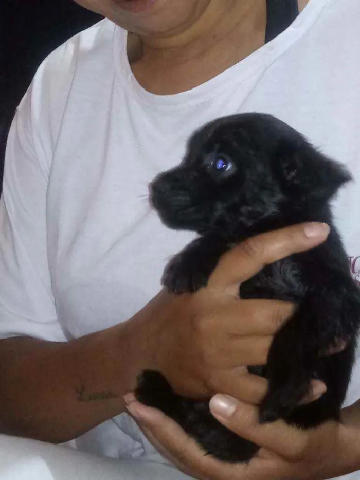Cachorro raça Indefinida idade Abaixo de 2 meses nome Sem Nome 