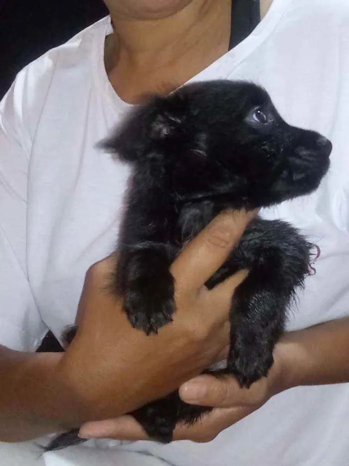Cachorro raça Indefinida idade Abaixo de 2 meses nome Sem Nome 