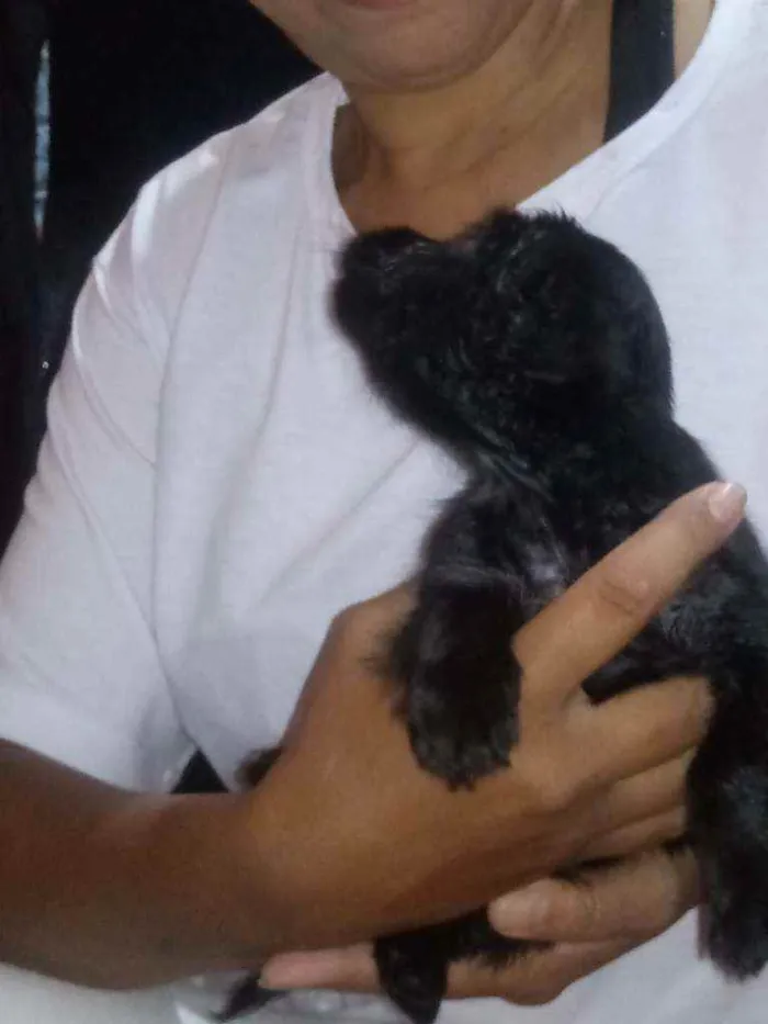 Cachorro raça Indefinida idade Abaixo de 2 meses nome Sem Nome 