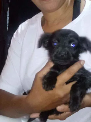 Cachorro raça Indefinida idade Abaixo de 2 meses nome Sem Nome 