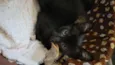Gatinhos fofinhos