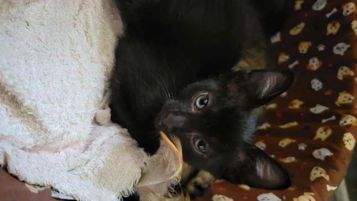 Gato ra a  idade Abaixo de 2 meses nome Gatinhos fofinhos