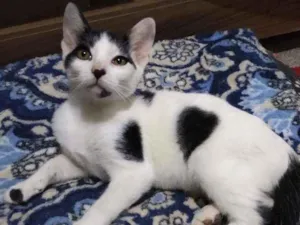 Gato raça Srd idade 2 a 6 meses nome NINO